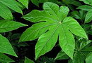 فاتسیا ژاپونیکا,Aralia japonica Thunb,A. sieboldii Hort
